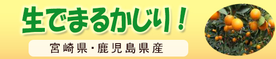 生でまるかじり！完熟きんかん