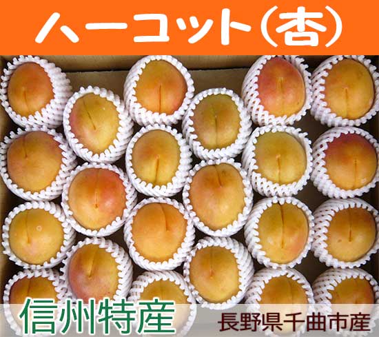 信州特産、長野県千曲市の杏ハーコット