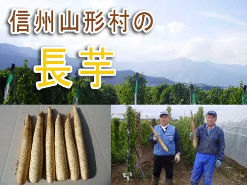 長芋